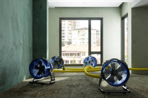 Best Mold removal after water damage  in Roseville, MI